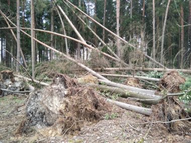 Během likvidace následků ničivé bouře je vstup do lesů omezen