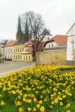 Zasaďme společně tulipány a irisy u sochy Přemysla Otakara II.