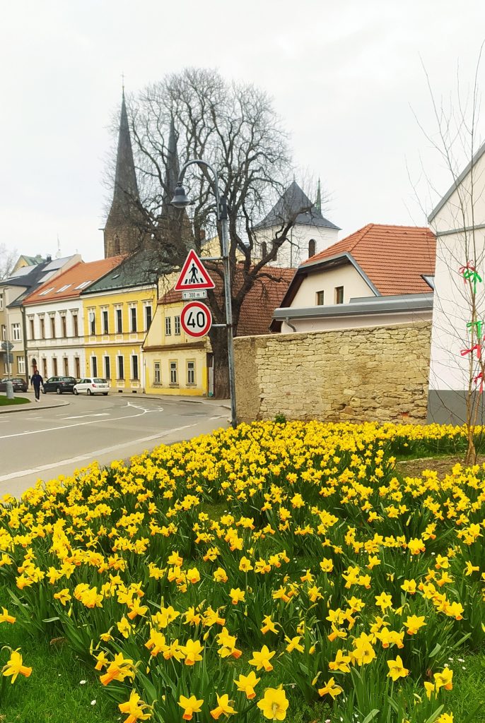 Zasaďme společně tulipány a irisy u sochy Přemysla Otakara II.